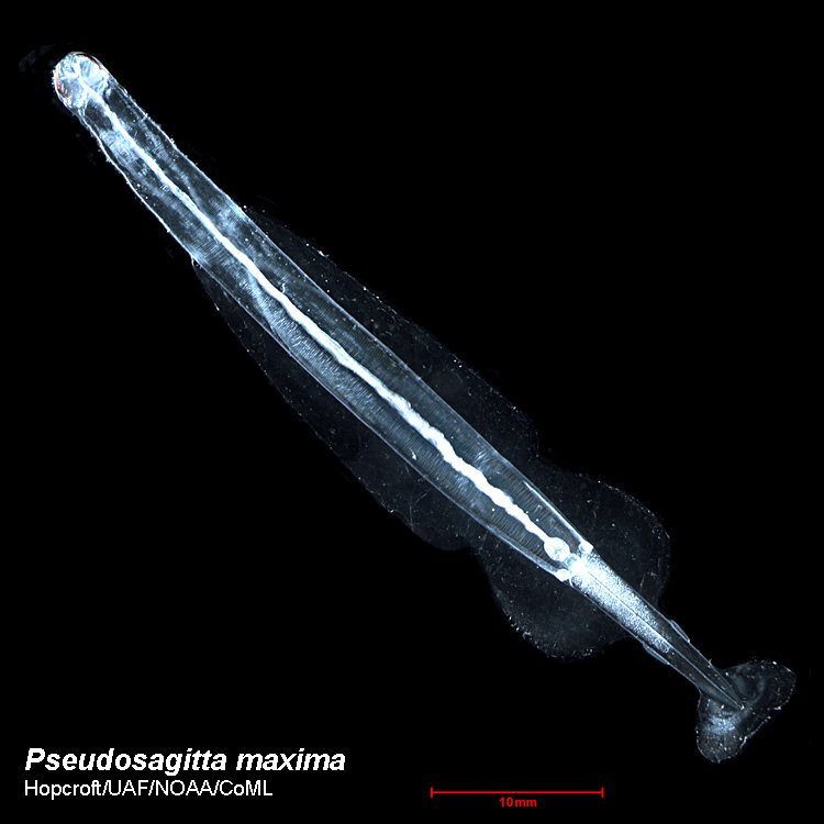 Представитель Семейства Sagittidae